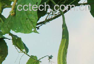 果蔬百科丝瓜-0