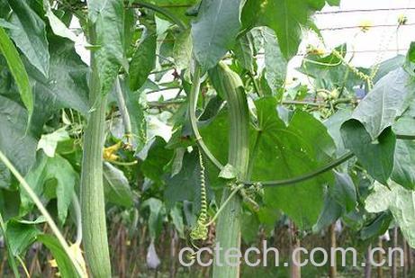 果蔬百科丝瓜-0