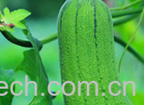 果蔬百科丝瓜-0