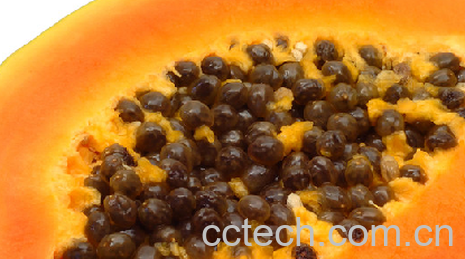 果蔬百科木瓜-0