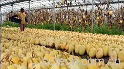 果蔬百科金丝瓜-0