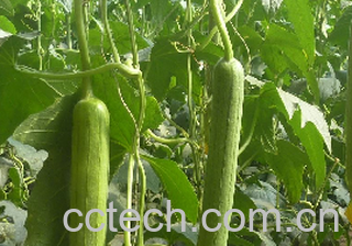 果蔬百科丝瓜-0