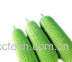 果蔬百科丝瓜-0