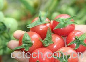 果蔬百科樱桃番茄-0