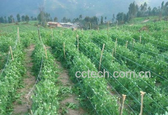 果蔬百科豌豆-0