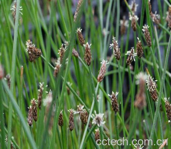 果蔬百科荸荠-0