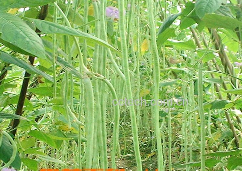 果蔬百科豇豆-0