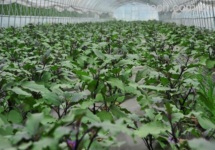 果蔬百科茄子-0