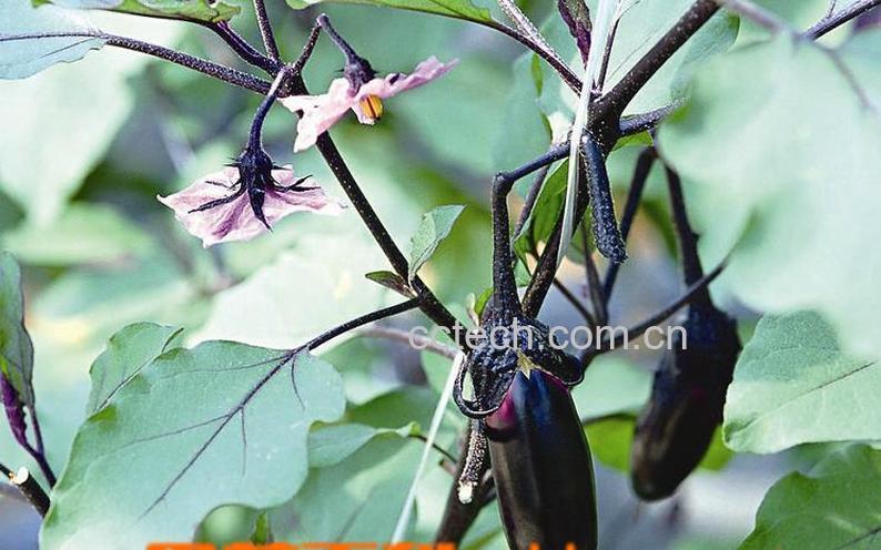 果蔬百科茄子-0