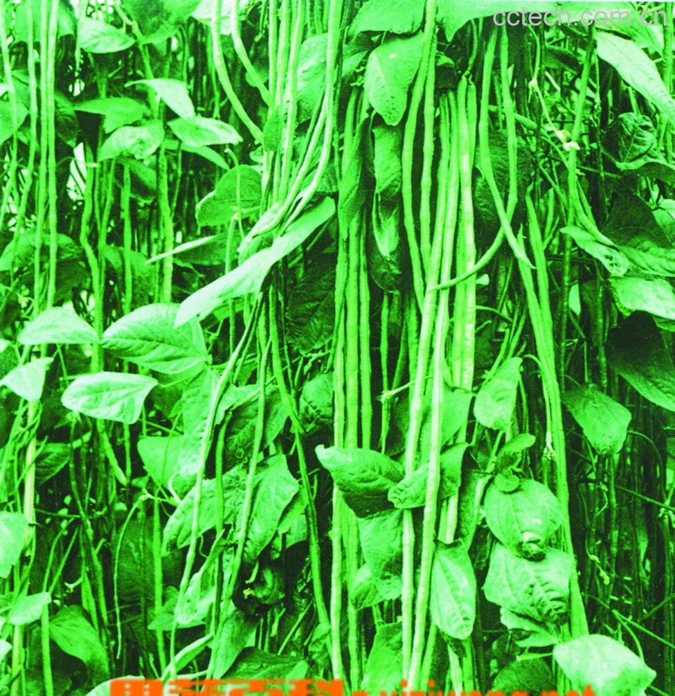 果蔬百科豇豆-0