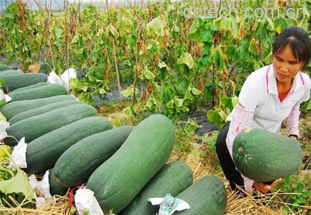 果蔬百科冬瓜-0