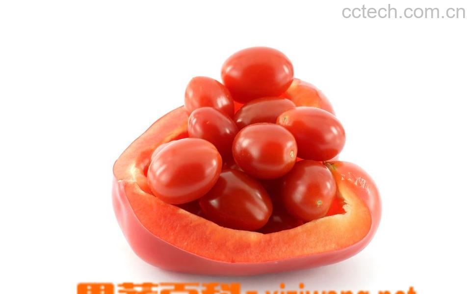 果蔬百科蕃茄-0