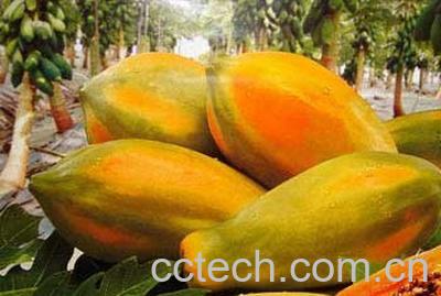 果蔬百科木瓜-0