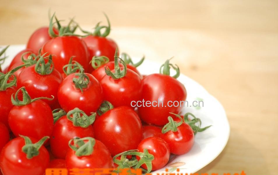 果蔬百科小番茄-0