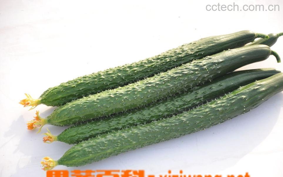 果蔬百科黄瓜-0