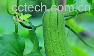 果蔬百科 丝瓜水的功效与作用-0