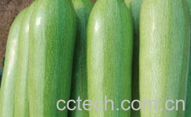 果蔬百科西葫芦-0