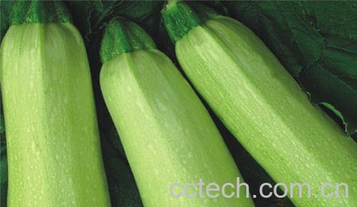 果蔬百科西葫芦-0