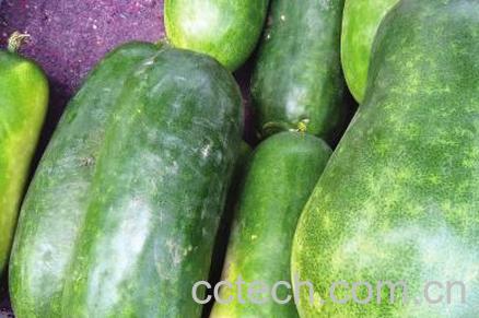 果蔬百科冬瓜-0