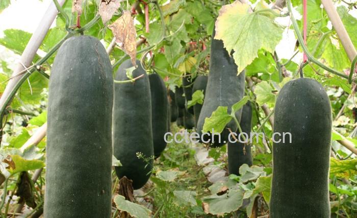 果蔬百科冬瓜皮-0