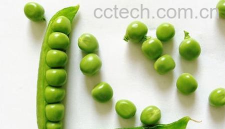 果蔬百科豌豆-0