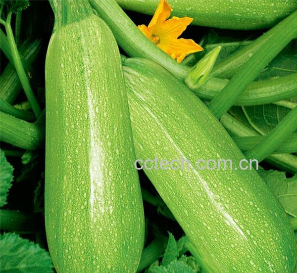 果蔬百科西葫芦-0