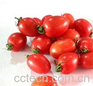果蔬百科小番茄-0