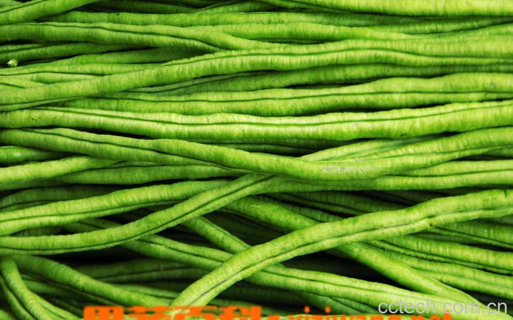 果蔬百科豇豆-0