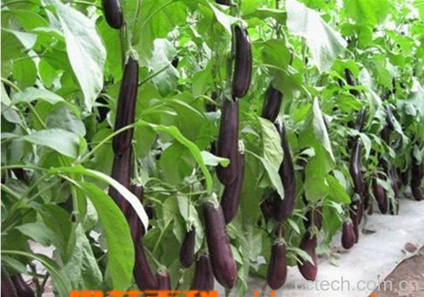 果蔬百科茄子-0