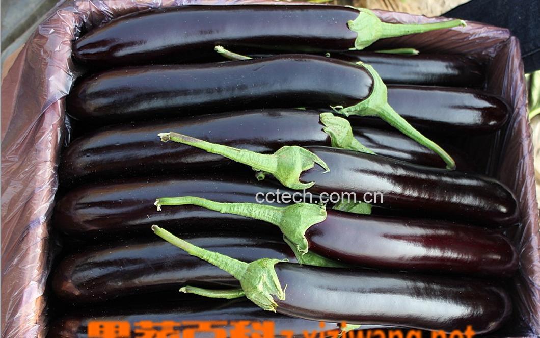 果蔬百科茄子-0