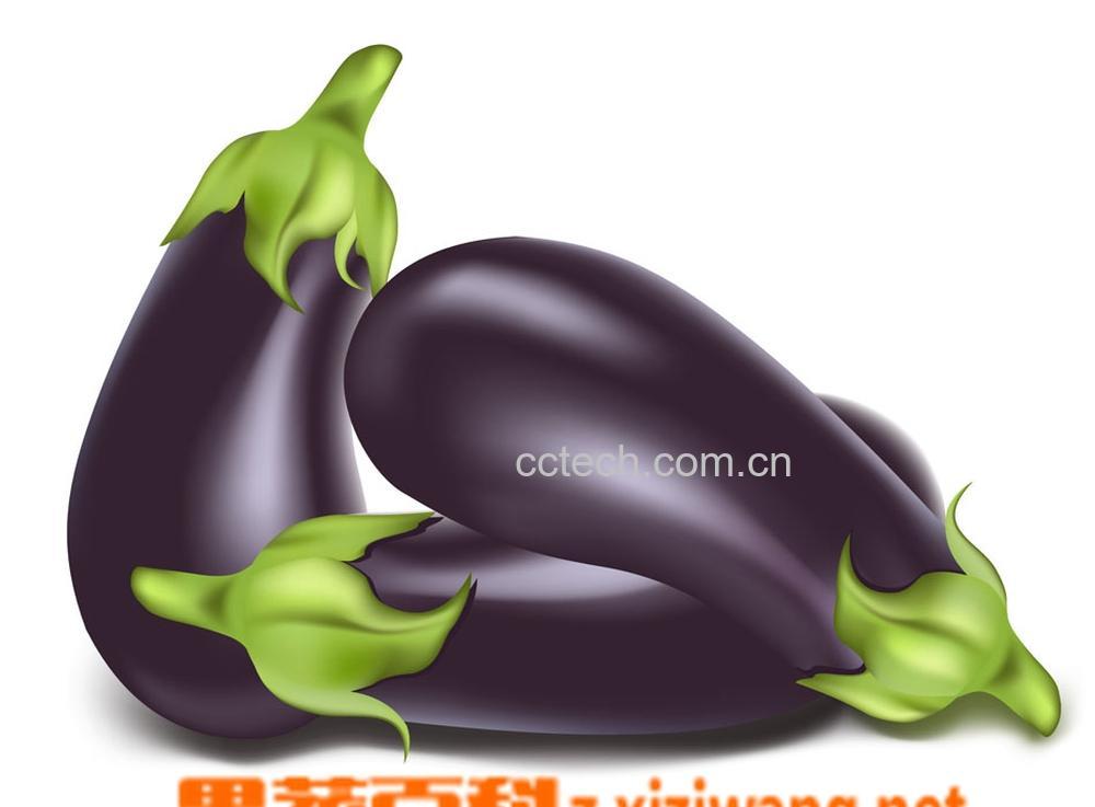 果蔬百科茄子-0
