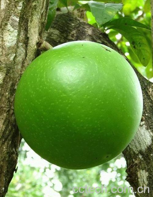 果蔬百科瓠瓜-0