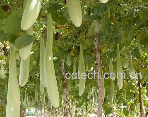 果蔬百科瓠瓜-0