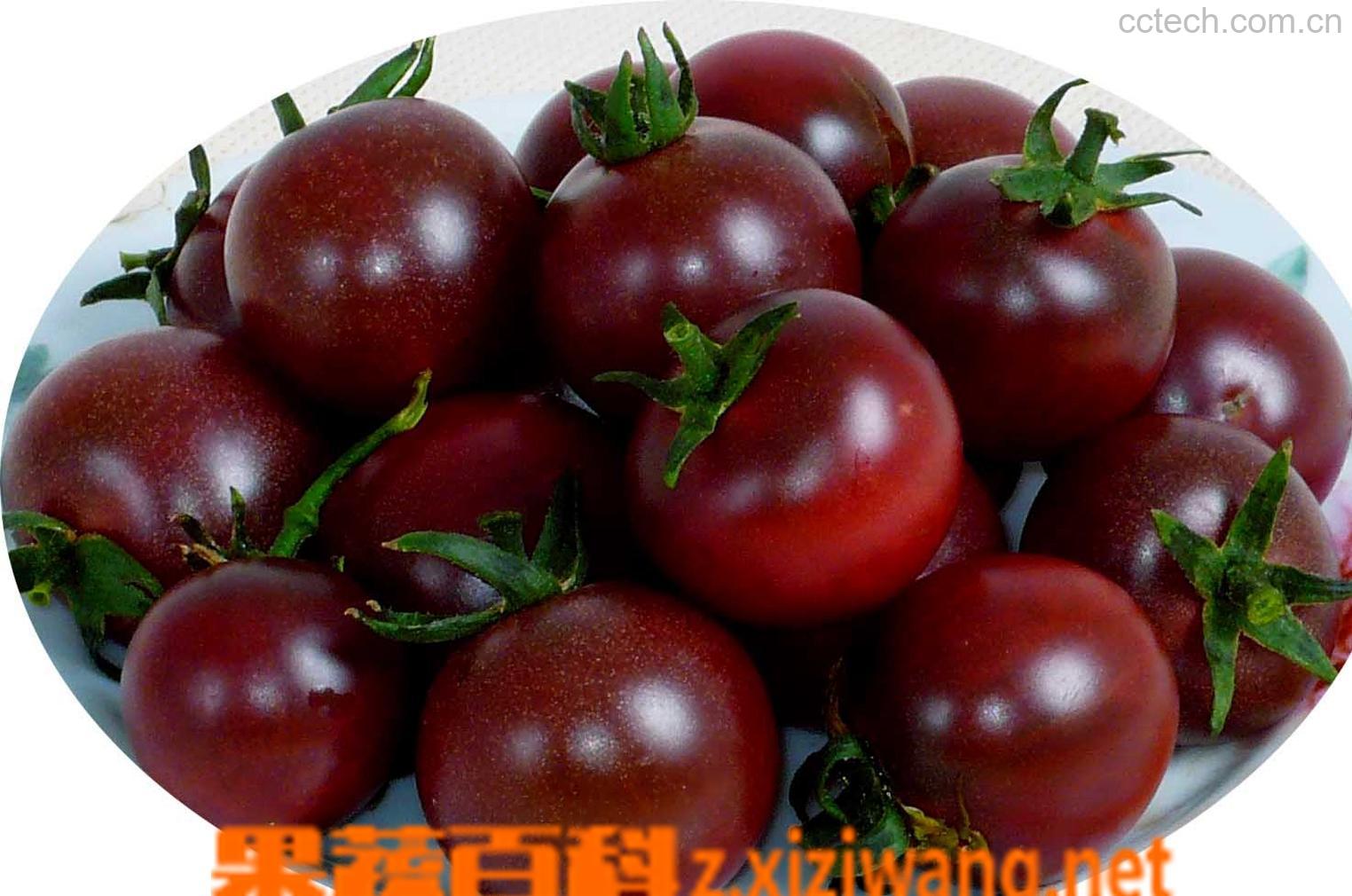 果蔬百科番茄-0