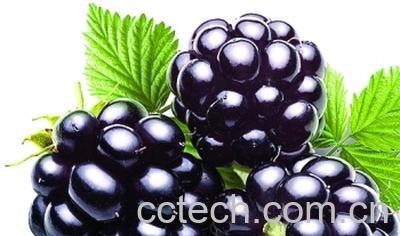 果蔬百科黑番茄-0