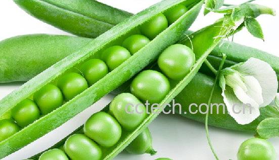 果蔬百科豌豆-0