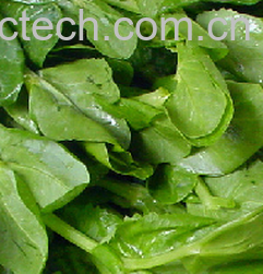 果蔬百科豌豆尖-0