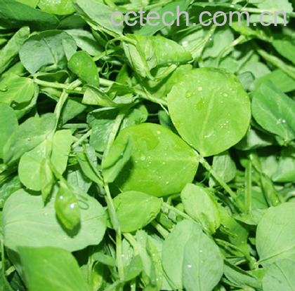 果蔬百科豌豆尖-0