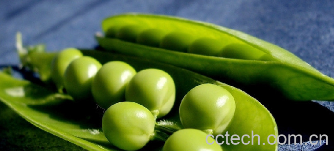 果蔬百科豌豆-0