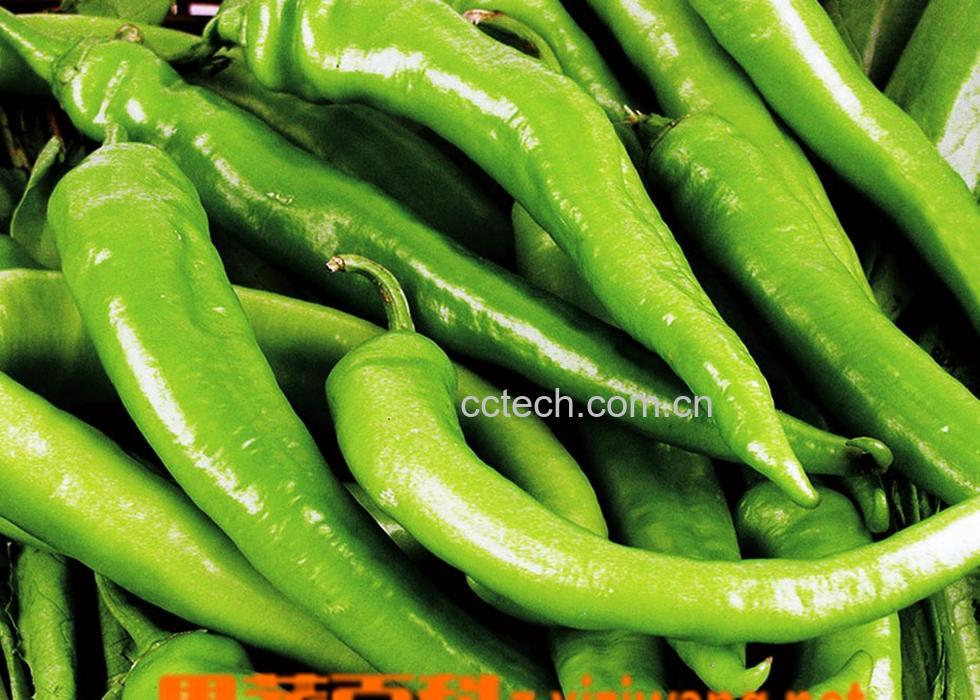 果蔬百科尖椒-0