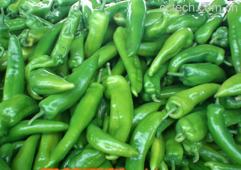 果蔬百科尖椒-0