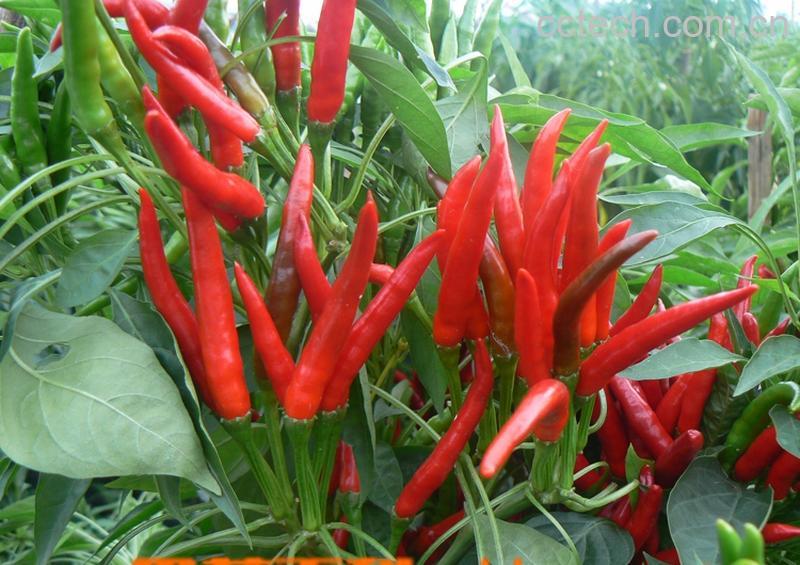 果蔬百科朝天椒-0