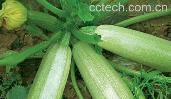 果蔬百科西葫芦-0