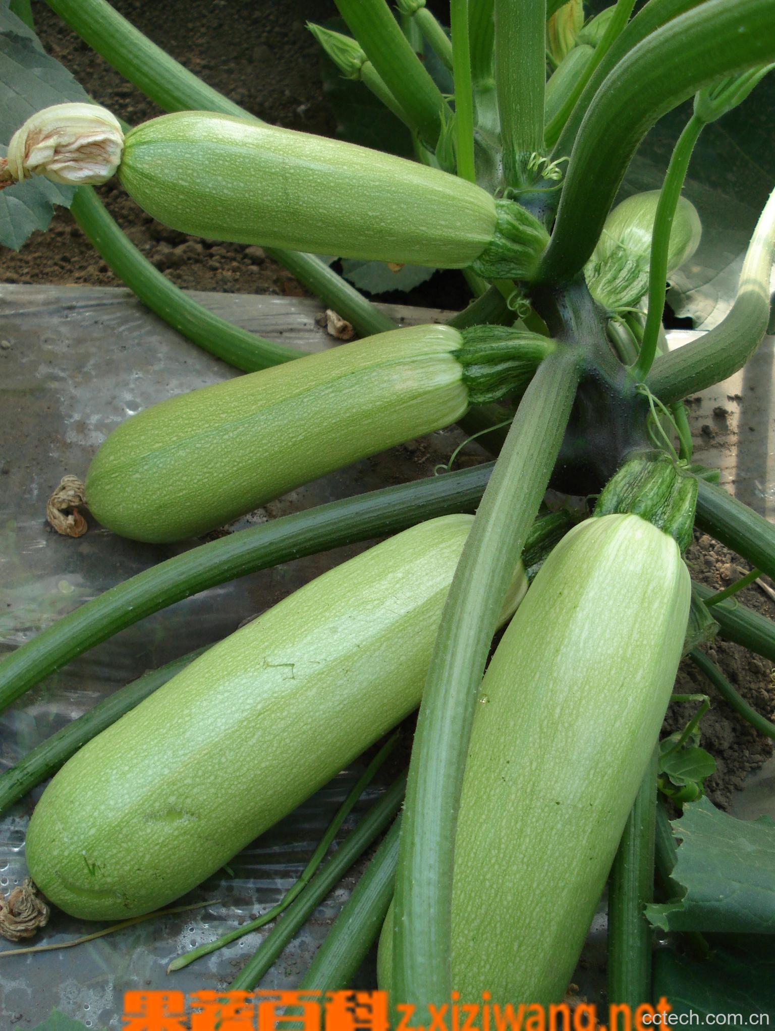 果蔬百科西葫芦-0