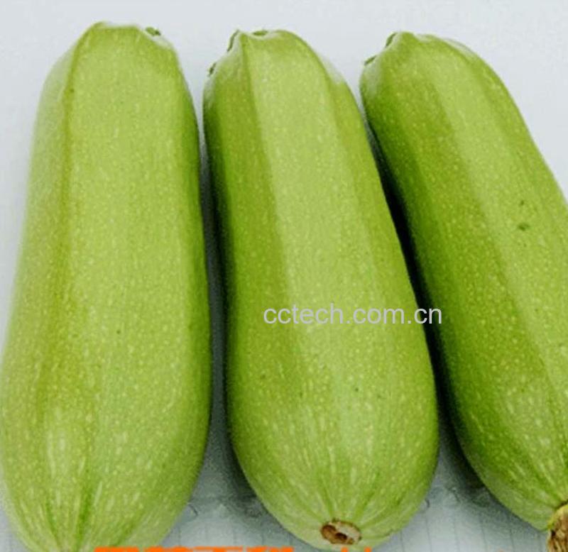 果蔬百科西葫芦-0