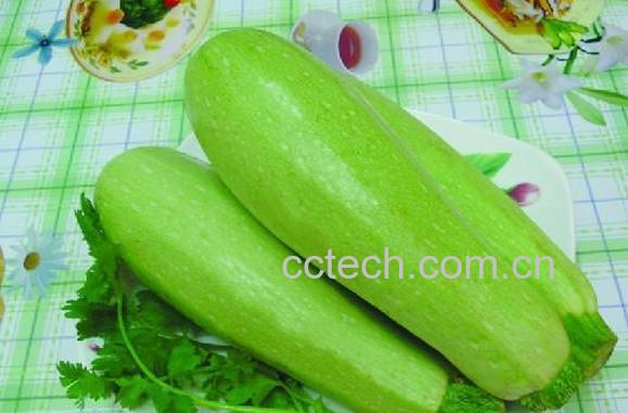 果蔬百科西葫芦-0