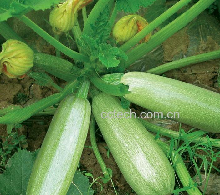 果蔬百科西葫芦-0