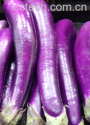 果蔬百科茄子-0