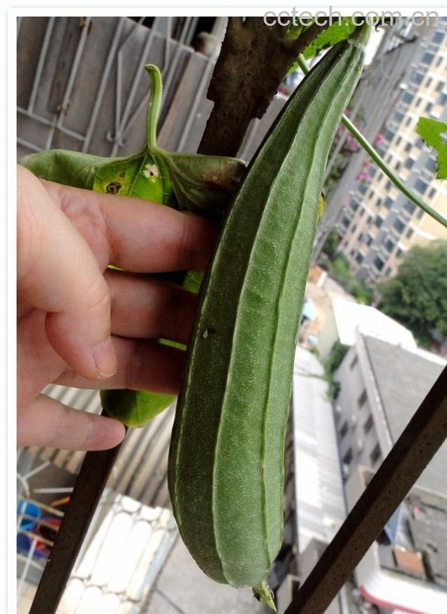 果蔬百科苦丝瓜-0