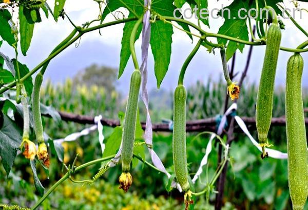 果蔬百科丝瓜藤-0